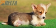 Welsh Corgi Pembroke Bicolor Macho #172M1156.jpg