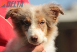 Club de Agility Delta