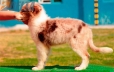 Australian Shepherd Rojo Mirlo Tricolor Macho #182M1158.jpg