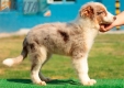 Australian Shepherd Rojo Mirlo Tricolor Macho #182M1159.jpg