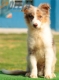 Australian Shepherd Rojo Mirlo Tricolor Macho #182M1160.jpg