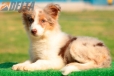 Australian Shepherd Rojo Mirlo Tricolor Macho #182M1161.jpg