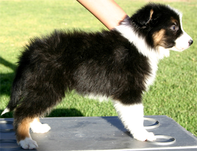 Border%20collie%20negro%20tricolor%20(3).jpg