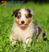 Club de agility Delta