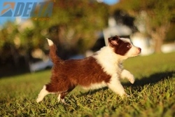 Club de agility Delta
