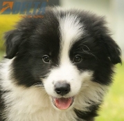Club de agility Delta