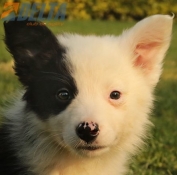 Club de agility Delta