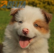 Club de agility Delta