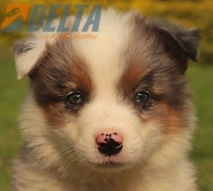 Club de agility Delta
