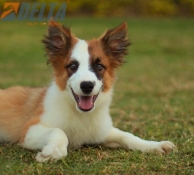 Club de agility Delta