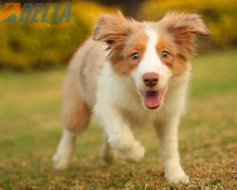 Club de agility Delta
