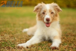 Club de agility Delta