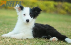 Club de agility Delta