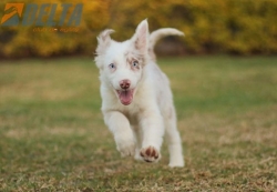 Club de agility Delta