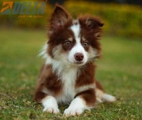 Club de agility Delta