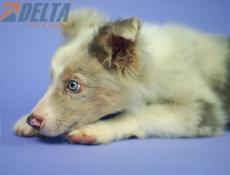 Club de agility Delta