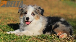 Club de agility Delta