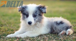 Club de agility Delta