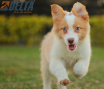 Club de agility Delta