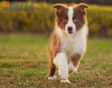 Club de agility Delta