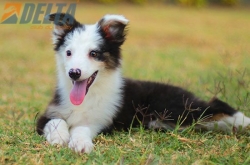 Club de agility Delta