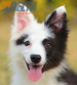Club de agility Delta