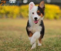 Club de agility Delta