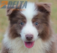 Club de agility Delta