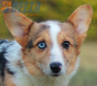 Club de agility Delta