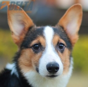 Club de agility Delta