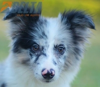 Club de agility Delta