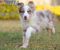 Club de agility Delta