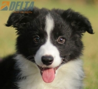Club de agility Delta