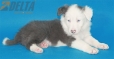 Border Collie Azul Bicolor Macho #291M13532.jpg