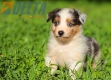 Australian Shepherd Azul Mirlo Tricolor Macho #771M16705.jpg