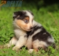 Australian Shepherd Azul Mirlo Tricolor Macho #771M16707.jpg