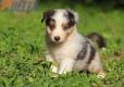 Australian Shepherd Azul Mirlo Tricolor Macho #771M16709.jpg