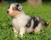 Australian Shepherd Azul Mirlo Tricolor Macho #771M16710.jpg