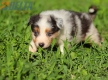 Australian Shepherd Azul Mirlo Tricolor Macho #771M16712.jpg
