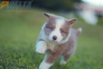 Border Collie Lila Bicolor #784M46868.jpg