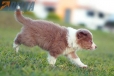 Border Collie Lila Bicolor #784M46873.jpg