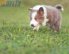 Border Collie Lila Bicolor #784M46881.jpg