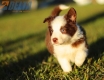 Border Collie Rojo Bicolor Hembra #784H37142.jpg