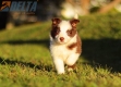 Border Collie Rojo Bicolor Hembra #784H37143.jpg