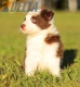 Border Collie Rojo Bicolor Hembra #784H37144.jpg