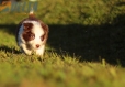 Border Collie Rojo Bicolor Hembra #784H37145.jpg