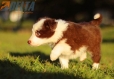 Border Collie Rojo Bicolor Hembra #784H37146.jpg