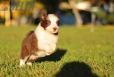 Border Collie Rojo Bicolor Hembra #784H37147.jpg