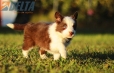 Border Collie Rojo Bicolor Hembra #784H37148.jpg