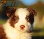 Border Collie Rojo Bicolor Hembra #784H37150.jpg